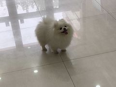 -天宠宠物医院24小时·急重症诊疗中心·全科·腔镜特色(和平分院)