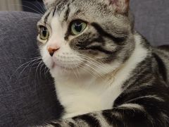 -猫大福·Fortune Cat猫舍(百子湾店)