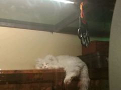 -猫咪博物馆(顶澳仔猫街店)