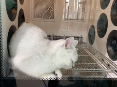 -老吴的猫·猫舍(新区店)