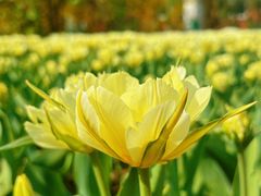 -朝阳公园