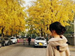 -三里屯东五街银杏大道