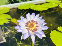 -上海辰山植物园