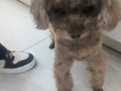 -全心全意连锁动物医院·微创中心·内科急重症·心脏专科(丰管路店)