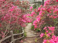-木兰云雾山