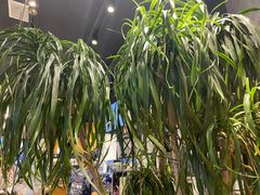 -茶颜悦色(环球奥特莱斯店)