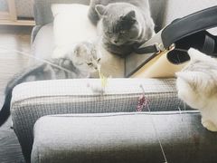 -吉丁鸟咖·异宠·寄养