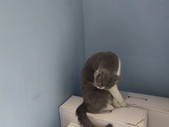 -喵的天空名猫咖啡馆·撸猫·猫舍·用品