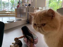 -飞行喵MR PILOT|猫舍·猫咖(静安大融城店)