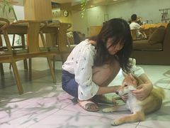 -柴务处·柴犬主题狗咖