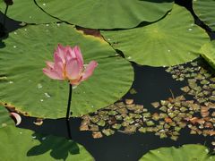 -白渔泡湿地公园