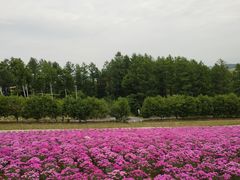 -富田农场