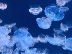 -大连老虎滩海洋公园