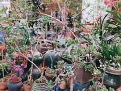 -花鸟鱼虫鲜花绿植市场(玉泉路店)