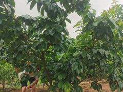 -桃源山庄·水蜜桃采摘·柴火鸡·烧烤团建(龙泉山店)