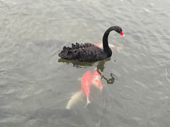 -麒麟阁(东郊宾馆店)