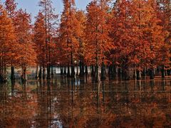 -白鹭湾湿地公园