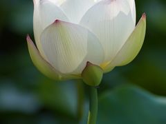 -莫愁湖公园