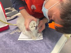 -伟伟宠物医院·瑞派猫友好医院·猫科(光谷店)