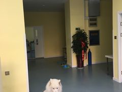 -瑞鹏宠物医院·爱宠堂·骨外专科(西荷分院)