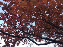 -鲁山国家森林公园