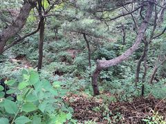 -北京西山国家森林公园