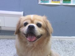 -严国平动物医院(德政总院)