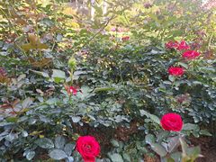 -东莞植物园