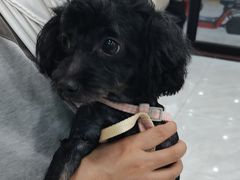 -安安宠医宠物医院·异宠·犬猫内科(岳阳分院)