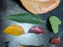 -尚果生态采摘园