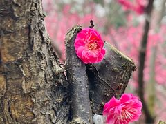 -白塘生态植物园