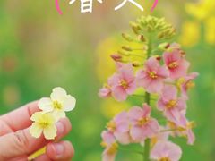 -三圣花乡旅游区