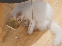 -Pets First伊珊娜洗护·精致美容·家庭式寄养(新会路店)