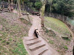 -都江堰中华大熊猫苑