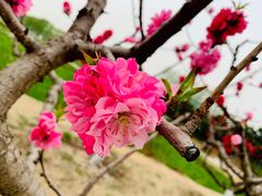 -大兴滨河森林公园