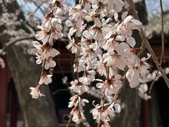 -碑林公园