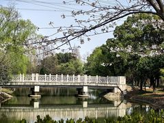 -高东镇樱花园