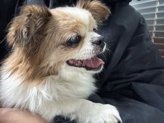 -伟伟宠物医院·CT影像中心·瑞派犬猫综合性门诊(汉口总院)