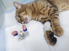 -达爱动物医院·犬猫分区·CT·复杂眼科(远洋山水分院)