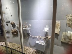 -烟台自然博物馆