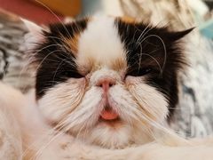 -猫小院猫主题餐厅(三里屯店)