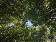 -泰山风景名胜区-普照寺