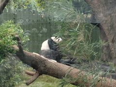 -成都动物园