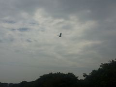 -大湾区中央湿地公园