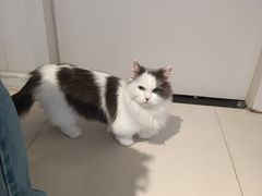 -怪兽屋·羊驼·猫咖·狗咖(俊华广场店)