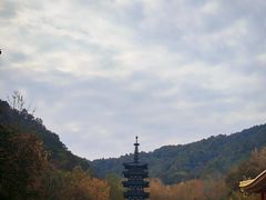 -千年银杏谷文化旅游区
