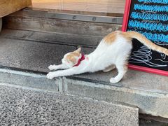 -猫的天空之城概念书店(丽江古城饮玉巷店)