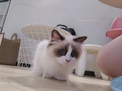 -momokira米努特·德文卷毛猫·棉花面纱犬