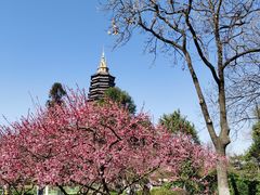 -红梅公园