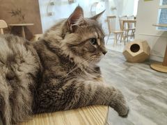 -楼上猫咖(罗湖店)